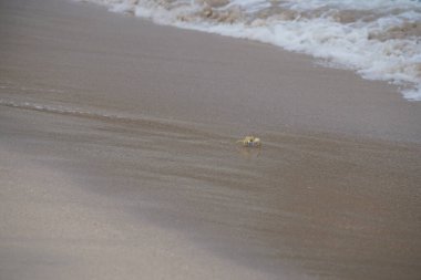 Nisan ayında Umman Körfezi yakınlarındaki Khor Fakkan Sahili 'nin kumları boyunca uzanan Ocypode rotundata adlı bir yengeç. Ocypode rotundata (yuvarlak hayalet yengeç), Ocypode cinsinin büyük boyutlu bir türüdür. Khor Fakkan, Sharjah, BAE.