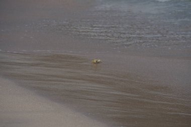 Nisan ayında Umman Körfezi yakınlarındaki Khor Fakkan Sahili 'nin kumları boyunca uzanan Ocypode rotundata adlı bir yengeç. Ocypode rotundata (yuvarlak hayalet yengeç), Ocypode cinsinin büyük boyutlu bir türüdür. Khor Fakkan, Sharjah, BAE.