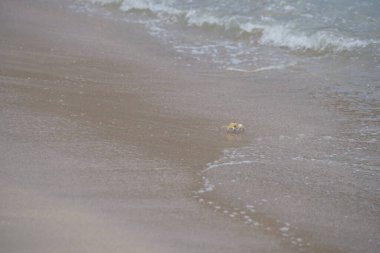 Nisan ayında Umman Körfezi yakınlarındaki Khor Fakkan Sahili 'nin kumları boyunca uzanan Ocypode rotundata adlı bir yengeç. Ocypode rotundata (yuvarlak hayalet yengeç), Ocypode cinsinin büyük boyutlu bir türüdür. Khor Fakkan, Sharjah, BAE.