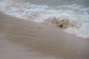 Nisan ayında Umman Körfezi yakınlarındaki Khor Fakkan Sahili 'nin kumları boyunca uzanan Ocypode rotundata adlı bir yengeç. Ocypode rotundata (yuvarlak hayalet yengeç), Ocypode cinsinin büyük boyutlu bir türüdür. Khor Fakkan, Sharjah, BAE.