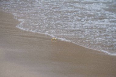 Nisan ayında Umman Körfezi yakınlarındaki Khor Fakkan Sahili 'nin kumları boyunca uzanan Ocypode rotundata adlı bir yengeç. Ocypode rotundata (yuvarlak hayalet yengeç), Ocypode cinsinin büyük boyutlu bir türüdür. Khor Fakkan, Sharjah, BAE.