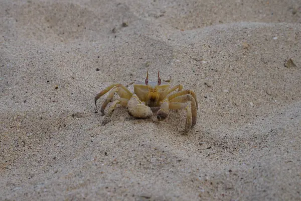 Nisan ayında Umman Körfezi yakınlarındaki Khor Fakkan Sahili 'nin kumları boyunca uzanan Ocypode rotundata adlı bir yengeç. Ocypode rotundata (yuvarlak hayalet yengeç), Ocypode cinsinin büyük boyutlu bir türüdür. Khor Fakkan, Sharjah, BAE.