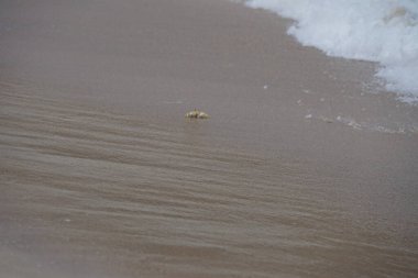 Nisan ayında Umman Körfezi yakınlarındaki Khor Fakkan Sahili 'nin kumları boyunca uzanan Ocypode rotundata adlı bir yengeç. Ocypode rotundata (yuvarlak hayalet yengeç), Ocypode cinsinin büyük boyutlu bir türüdür. Khor Fakkan, Sharjah, BAE.