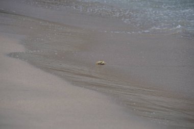 Nisan ayında Umman Körfezi yakınlarındaki Khor Fakkan Sahili 'nin kumları boyunca uzanan Ocypode rotundata adlı bir yengeç. Ocypode rotundata (yuvarlak hayalet yengeç), Ocypode cinsinin büyük boyutlu bir türüdür. Khor Fakkan, Sharjah, BAE.