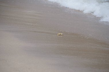 Nisan ayında Umman Körfezi yakınlarındaki Khor Fakkan Sahili 'nin kumları boyunca uzanan Ocypode rotundata adlı bir yengeç. Ocypode rotundata (yuvarlak hayalet yengeç), Ocypode cinsinin büyük boyutlu bir türüdür. Khor Fakkan, Sharjah, BAE.