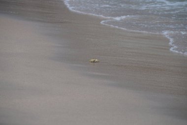 Nisan ayında Umman Körfezi yakınlarındaki Khor Fakkan Sahili 'nin kumları boyunca uzanan Ocypode rotundata adlı bir yengeç. Ocypode rotundata (yuvarlak hayalet yengeç), Ocypode cinsinin büyük boyutlu bir türüdür. Khor Fakkan, Sharjah, BAE.