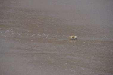 Nisan ayında Umman Körfezi yakınlarındaki Khor Fakkan Sahili 'nin kumları boyunca uzanan Ocypode rotundata adlı bir yengeç. Ocypode rotundata (yuvarlak hayalet yengeç), Ocypode cinsinin büyük boyutlu bir türüdür. Khor Fakkan, Sharjah, BAE.