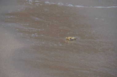 Nisan ayında Umman Körfezi yakınlarındaki Khor Fakkan Sahili 'nin kumları boyunca uzanan Ocypode rotundata adlı bir yengeç. Ocypode rotundata (yuvarlak hayalet yengeç), Ocypode cinsinin büyük boyutlu bir türüdür. Khor Fakkan, Sharjah, BAE.