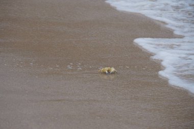 Nisan ayında Umman Körfezi yakınlarındaki Khor Fakkan Sahili 'nin kumları boyunca uzanan Ocypode rotundata adlı bir yengeç. Ocypode rotundata (yuvarlak hayalet yengeç), Ocypode cinsinin büyük boyutlu bir türüdür. Khor Fakkan, Sharjah, BAE.