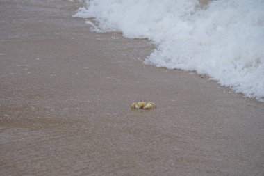 Nisan ayında Umman Körfezi yakınlarındaki Khor Fakkan Sahili 'nin kumları boyunca uzanan Ocypode rotundata adlı bir yengeç. Ocypode rotundata (yuvarlak hayalet yengeç), Ocypode cinsinin büyük boyutlu bir türüdür. Khor Fakkan, Sharjah, BAE.