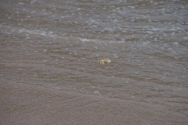 Nisan ayında Umman Körfezi yakınlarındaki Khor Fakkan Sahili 'nin kumları boyunca uzanan Ocypode rotundata adlı bir yengeç. Ocypode rotundata (yuvarlak hayalet yengeç), Ocypode cinsinin büyük boyutlu bir türüdür. Khor Fakkan, Sharjah, BAE.