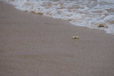 Nisan ayında Umman Körfezi yakınlarındaki Khor Fakkan Sahili 'nin kumları boyunca uzanan Ocypode rotundata adlı bir yengeç. Ocypode rotundata (yuvarlak hayalet yengeç), Ocypode cinsinin büyük boyutlu bir türüdür. Khor Fakkan, Sharjah, BAE.