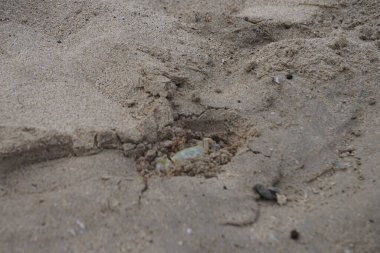 Nisan ayında Umman Körfezi yakınlarındaki Khor Fakkan Sahili 'nin kumları boyunca uzanan Ocypode rotundata adlı bir yengeç. Ocypode rotundata (yuvarlak hayalet yengeç), Ocypode cinsinin büyük boyutlu bir türüdür. Khor Fakkan, Sharjah, BAE.