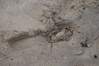 Nisan ayında Umman Körfezi yakınlarındaki Khor Fakkan Sahili 'nin kumları boyunca uzanan Ocypode rotundata adlı bir yengeç. Ocypode rotundata (yuvarlak hayalet yengeç), Ocypode cinsinin büyük boyutlu bir türüdür. Khor Fakkan, Sharjah, BAE.