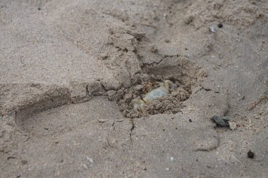 Nisan ayında Umman Körfezi yakınlarındaki Khor Fakkan Sahili 'nin kumları boyunca uzanan Ocypode rotundata adlı bir yengeç. Ocypode rotundata (yuvarlak hayalet yengeç), Ocypode cinsinin büyük boyutlu bir türüdür. Khor Fakkan, Sharjah, BAE.