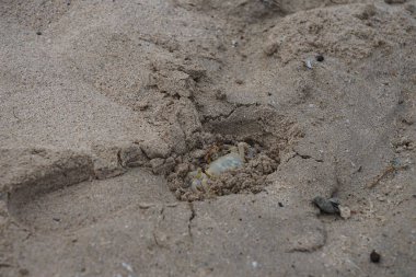 Nisan ayında Umman Körfezi yakınlarındaki Khor Fakkan Sahili 'nin kumları boyunca uzanan Ocypode rotundata adlı bir yengeç. Ocypode rotundata (yuvarlak hayalet yengeç), Ocypode cinsinin büyük boyutlu bir türüdür. Khor Fakkan, Sharjah, BAE.