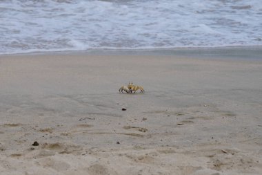 Nisan ayında Umman Körfezi yakınlarındaki Khor Fakkan Sahili 'nin kumları boyunca uzanan Ocypode rotundata adlı bir yengeç. Ocypode rotundata (yuvarlak hayalet yengeç), Ocypode cinsinin büyük boyutlu bir türüdür. Khor Fakkan, Sharjah, BAE.