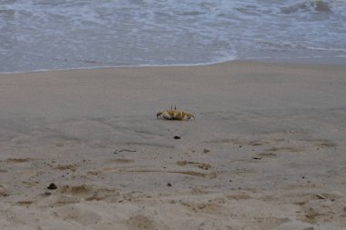 Nisan ayında Umman Körfezi yakınlarındaki Khor Fakkan Sahili 'nin kumları boyunca uzanan Ocypode rotundata adlı bir yengeç. Ocypode rotundata (yuvarlak hayalet yengeç), Ocypode cinsinin büyük boyutlu bir türüdür. Khor Fakkan, Sharjah, BAE.