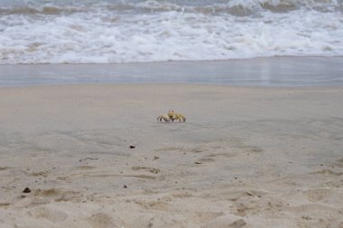 Nisan ayında Umman Körfezi yakınlarındaki Khor Fakkan Sahili 'nin kumları boyunca uzanan Ocypode rotundata adlı bir yengeç. Ocypode rotundata (yuvarlak hayalet yengeç), Ocypode cinsinin büyük boyutlu bir türüdür. Khor Fakkan, Sharjah, BAE.