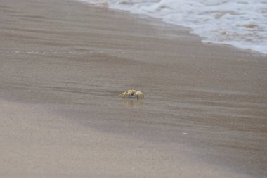 Nisan ayında Umman Körfezi yakınlarındaki Khor Fakkan Sahili 'nin kumları boyunca uzanan Ocypode rotundata adlı bir yengeç. Ocypode rotundata (yuvarlak hayalet yengeç), Ocypode cinsinin büyük boyutlu bir türüdür. Khor Fakkan, Sharjah, BAE.