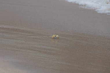 Nisan ayında Umman Körfezi yakınlarındaki Khor Fakkan Sahili 'nin kumları boyunca uzanan Ocypode rotundata adlı bir yengeç. Ocypode rotundata (yuvarlak hayalet yengeç), Ocypode cinsinin büyük boyutlu bir türüdür. Khor Fakkan, Sharjah, BAE.