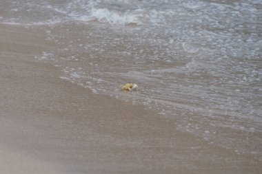 Nisan ayında Umman Körfezi yakınlarındaki Khor Fakkan Sahili 'nin kumları boyunca uzanan Ocypode rotundata adlı bir yengeç. Ocypode rotundata (yuvarlak hayalet yengeç), Ocypode cinsinin büyük boyutlu bir türüdür. Khor Fakkan, Sharjah, BAE.