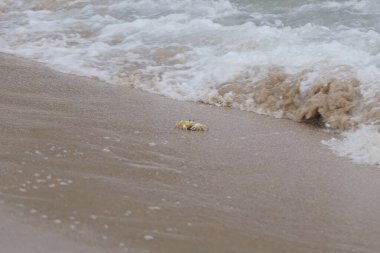Nisan ayında Umman Körfezi yakınlarındaki Khor Fakkan Sahili 'nin kumları boyunca uzanan Ocypode rotundata adlı bir yengeç. Ocypode rotundata (yuvarlak hayalet yengeç), Ocypode cinsinin büyük boyutlu bir türüdür. Khor Fakkan, Sharjah, BAE.