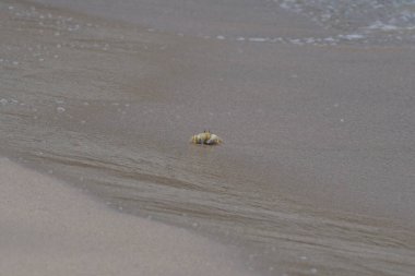 Nisan ayında Umman Körfezi yakınlarındaki Khor Fakkan Sahili 'nin kumları boyunca uzanan Ocypode rotundata adlı bir yengeç. Ocypode rotundata (yuvarlak hayalet yengeç), Ocypode cinsinin büyük boyutlu bir türüdür. Khor Fakkan, Sharjah, BAE.