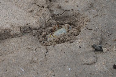 Nisan ayında Umman Körfezi yakınlarındaki Khor Fakkan Sahili 'nin kumları boyunca uzanan Ocypode rotundata adlı bir yengeç. Ocypode rotundata (yuvarlak hayalet yengeç), Ocypode cinsinin büyük boyutlu bir türüdür. Khor Fakkan, Sharjah, BAE.