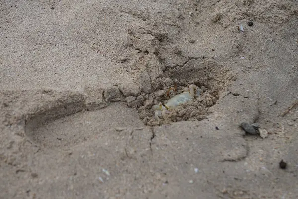 Nisan ayında Umman Körfezi yakınlarındaki Khor Fakkan Sahili 'nin kumları boyunca uzanan Ocypode rotundata adlı bir yengeç. Ocypode rotundata (yuvarlak hayalet yengeç), Ocypode cinsinin büyük boyutlu bir türüdür. Khor Fakkan, Sharjah, BAE.