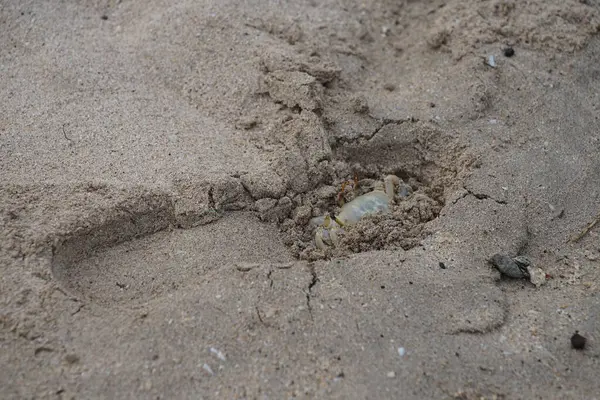 Nisan ayında Umman Körfezi yakınlarındaki Khor Fakkan Sahili 'nin kumları boyunca uzanan Ocypode rotundata adlı bir yengeç. Ocypode rotundata (yuvarlak hayalet yengeç), Ocypode cinsinin büyük boyutlu bir türüdür. Khor Fakkan, Sharjah, BAE.