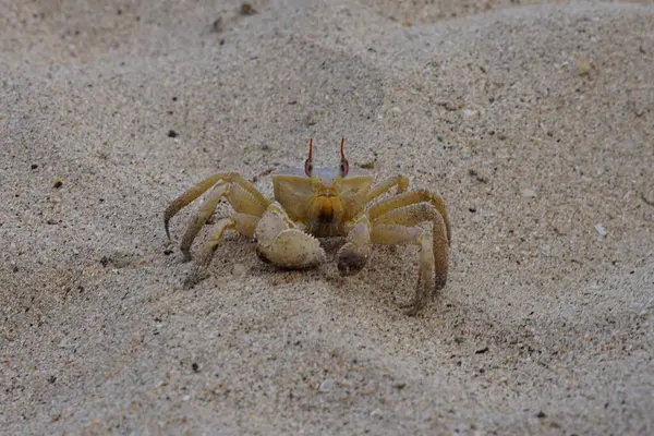 Nisan ayında Umman Körfezi yakınlarındaki Khor Fakkan Sahili 'nin kumları boyunca uzanan Ocypode rotundata adlı bir yengeç. Ocypode rotundata (yuvarlak hayalet yengeç), Ocypode cinsinin büyük boyutlu bir türüdür. Khor Fakkan, Sharjah, BAE.
