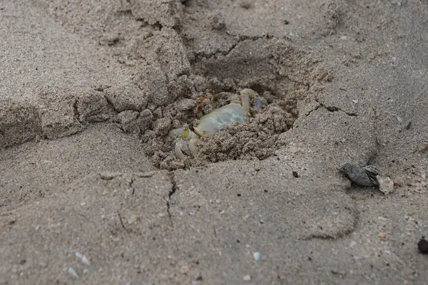 Nisan ayında Umman Körfezi yakınlarındaki Khor Fakkan Sahili 'nin kumları boyunca uzanan Ocypode rotundata adlı bir yengeç. Ocypode rotundata (yuvarlak hayalet yengeç), Ocypode cinsinin büyük boyutlu bir türüdür. Khor Fakkan, Sharjah, BAE.