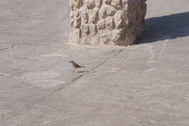 El Rafisah Barajı dinlenme yerinde dişi bir Passer domesticus kuşu oturuyor. Ev serçesi, Passer domesticus, Serçe familyasından bir kuş türü. Wadi Wshee, Sharjah, BAE.                               