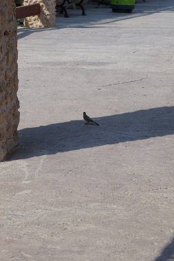 Bir Pycnonotus leucotis kuşu Al Rafisah Barajı dinlenme alanında bir tepe örtüsünün altında oturur. Beyaz kulaklı bulbul, Pycnonotus löcotis, Bulbul ailesinin bir üyesidir. Wadi Wshee, Sharjah, BAE.                              