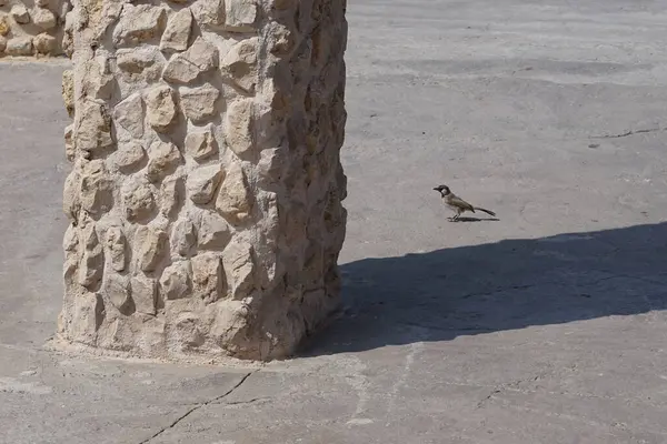Bir Pycnonotus leucotis kuşu Al Rafisah Barajı dinlenme alanında bir tepe örtüsünün altında oturur. Beyaz kulaklı bulbul, Pycnonotus löcotis, Bulbul ailesinin bir üyesidir. Wadi Wshee, Sharjah, BAE.                              