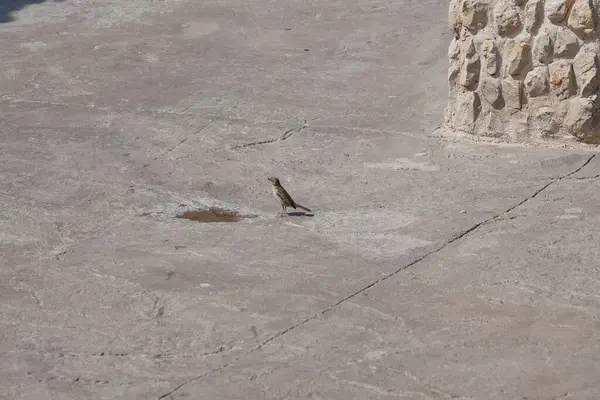 El Rafisah Barajı dinlenme yerinde dişi bir Passer domesticus kuşu oturuyor. Ev serçesi, Passer domesticus, Serçe familyasından bir kuş türü. Wadi Wshee, Sharjah, BAE.                               