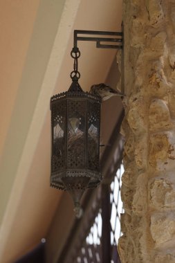 Passer domesticus kuşları Nisan ayında Al Rafisah Barajı dinlenme alanında bir lamba standına yuva inşa ettiler. Ev serçesi, Passer domesticus, Serçe familyasından bir kuş türü. Wadi Wshee, Sharjah, BAE.                     