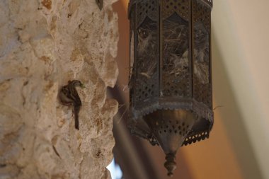 Passer domesticus kuşları Nisan ayında Al Rafisah Barajı dinlenme alanında bir lamba standına yuva inşa ettiler. Ev serçesi, Passer domesticus, Serçe familyasından bir kuş türü. Wadi Wshee, Sharjah, BAE.                     