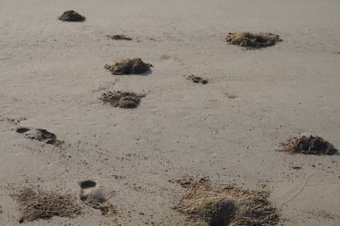 Yengeç çukurları Nisan ayında Khor Fakkan, Sharjah, Birleşik Arap Emirlikleri 'nde kumlu bir plajda sabahın erken saatlerinde bulunur..