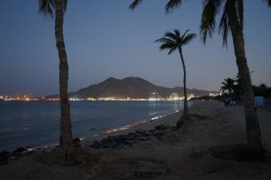 Cocos nucifera ağaçları Nisan ayında Khor Fakkan 'ın Umman Körfezi kıyısında yetişir. Hindistan cevizi ağacı, Cocos nucifera palmiye ağacının bir üyesidir. Sharjah, BAE.           