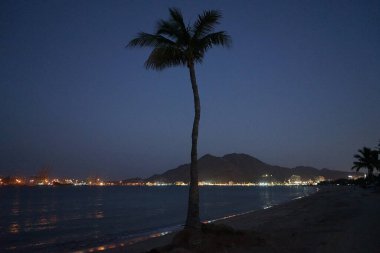 Cocos nucifera ağaçları Nisan ayında Khor Fakkan 'ın Umman Körfezi kıyısında yetişir. Hindistan cevizi ağacı, Cocos nucifera palmiye ağacının bir üyesidir. Sharjah, BAE.           