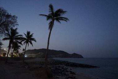 Cocos nucifera ağaçları Nisan ayında Khor Fakkan 'ın Umman Körfezi kıyısında yetişir. Hindistan cevizi ağacı, Cocos nucifera palmiye ağacının bir üyesidir. Sharjah, BAE.           