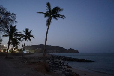 Cocos nucifera ağaçları Nisan ayında Khor Fakkan 'ın Umman Körfezi kıyısında yetişir. Hindistan cevizi ağacı, Cocos nucifera palmiye ağacının bir üyesidir. Sharjah, BAE.           