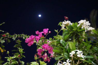 Nisan 'da ay Bougainvillea spektabilis ve Plumeria obtusa bitkilerinin üzerine parlar. Plumeria obtusa, Plumeria, Apocynaceae familyasından bir bitki türü. Khor Fakkan, Sharjah, BAE.