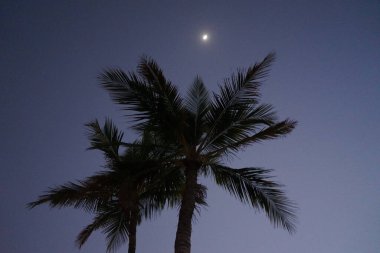 Nisan ayında Khor Fakkan şehrinde Cocos Nucifera ağaçlarının üzerinde ay parlar. Hindistan cevizi ağacı, Cocos nucifera palmiye ağacının bir üyesidir. Şeriat, Birleşik Arap Emirlikleri.