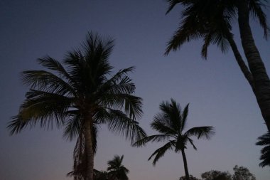 Cocos nucifera ağaçları Nisan ayında Khor Fakkan 'ın Umman Körfezi kıyısında yetişir. Hindistan cevizi ağacı, Cocos nucifera palmiye ağacının bir üyesidir. Şeriat, Birleşik Arap Emirlikleri. 