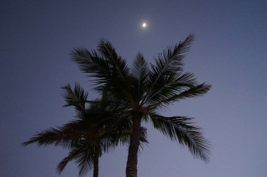 Nisan ayında Khor Fakkan şehrinde Cocos Nucifera ağaçlarının üzerinde ay parlar. Hindistan cevizi ağacı, Cocos nucifera palmiye ağacının bir üyesidir. Şeriat, Birleşik Arap Emirlikleri.