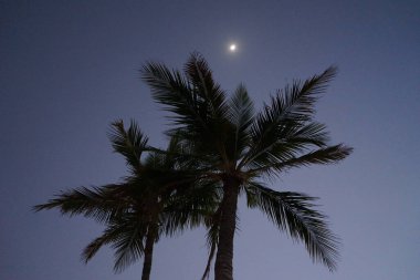 Nisan ayında Khor Fakkan şehrinde Cocos Nucifera ağaçlarının üzerinde ay parlar. Hindistan cevizi ağacı, Cocos nucifera palmiye ağacının bir üyesidir. Şeriat, Birleşik Arap Emirlikleri.
