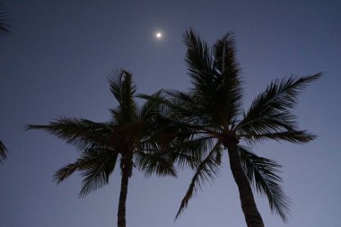 Nisan ayında Khor Fakkan şehrinde Cocos Nucifera ağaçlarının üzerinde ay parlar. Hindistan cevizi ağacı, Cocos nucifera palmiye ağacının bir üyesidir. Şeriat, Birleşik Arap Emirlikleri.